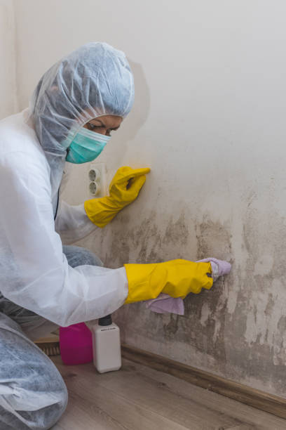 Best Environmental Consulting for Mold Prevention  in Pierce, CO