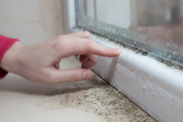 Best Airborne Mold Testing  in Pierce, CO